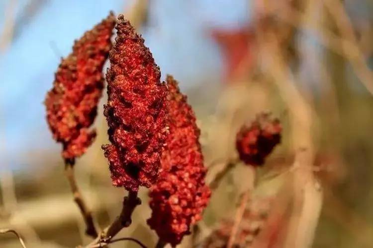 Canan Karatay uzun yaşamın sırrını verdi! O baharatı her gün tüketin 2